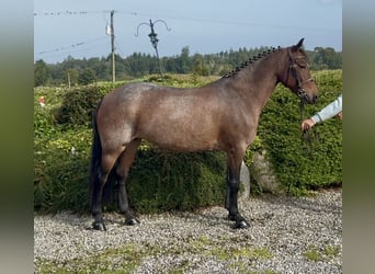 Connemara, Yegua, 8 años, 148 cm, Ruano alazán