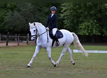 Connemara, Yegua, 8 años, 148 cm, Tordo