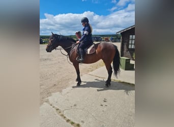 Connemara, Yegua, 8 años, 152 cm, Castaño rojizo