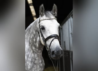 Connemara, Yegua, 8 años, 155 cm, Tordo
