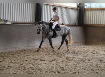 Connemara, Yegua, 8 años, 155 cm, Tordo