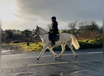 Connemara, Yegua, 9 años, 148 cm, Tordo