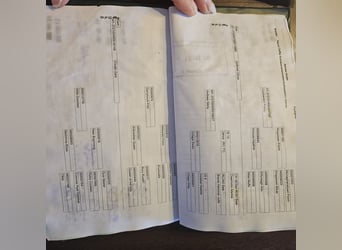 Connemara, Yegua, 9 años, 152 cm, Bayo