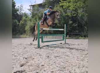 Connemara, Yegua, 9 años, 152 cm, Bayo