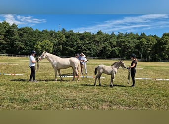 Connemara, Yegua, Potro (05/2026), Buckskin/Bayo