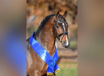 Oldenburg, Stallone, 9 Anni, 169 cm, Baio