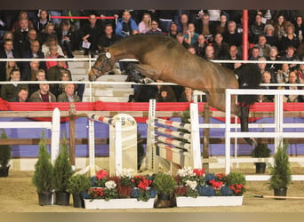 Oldenburger Springpaard, Hengst, 7 Jaar, 169 cm, Bruin