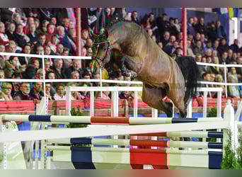 Oldenburger Springpferd, Hengst, 8 Jahre, 169 cm, Brauner