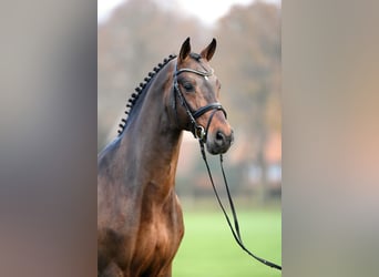 Oldenburg-International (OS), Stallion, 20 years, 16.3 hh, Brown