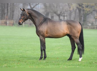 Oldenburger Springpaard, Hengst, 20 Jaar, 172 cm, Bruin