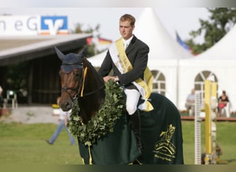 Oldenburger Springpaard, Hengst, 20 Jaar, 172 cm, Bruin