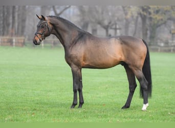 Oldenburger Springpferd, Hengst, 21 Jahre, 172 cm, Brauner
