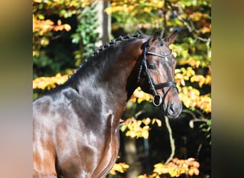 Oldenburger Springpferd, Hengst, 21 Jahre, 172 cm, Brauner