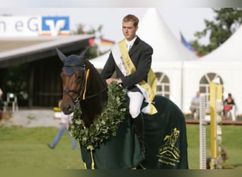 Oldenburger Springpferd, Hengst, 21 Jahre, 172 cm, Brauner