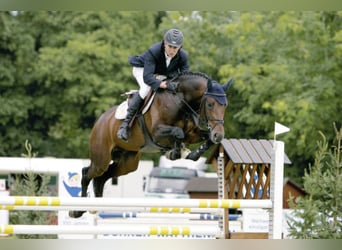 Oldenburger Springpferd, Hengst, 21 Jahre, 172 cm, Brauner