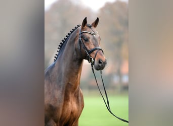 Oldenburger Springpferd, Hengst, 21 Jahre, 172 cm, Brauner