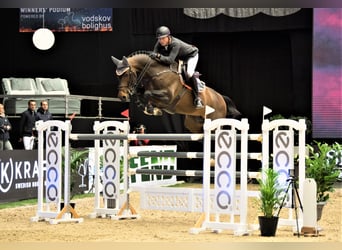 Oldenburger Springpferd, Hengst, 15 Jahre, 176 cm, Brauner