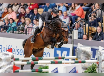 Oldenburger Springpferd, Hengst, 15 Jahre, 176 cm, Brauner