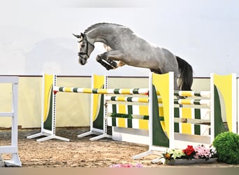 Oldenburg-International (OS), Stallion, 5 years, 16.1 hh, Gray