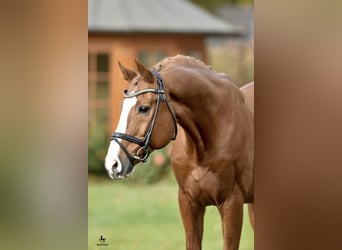 Oldenburg, Stallion, 28 years, 16.1 hh, Chestnut-Red
