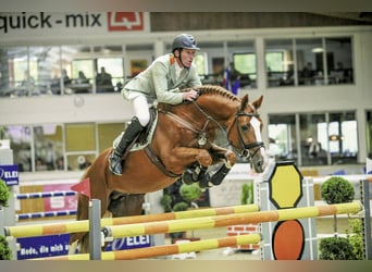 Oldenburg, Stallone, 30 Anni, 168 cm, Sauro
