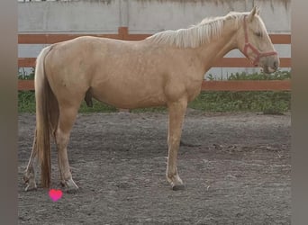 Creme Horse, Gelding, 3 years, 15.2 hh, Palomino