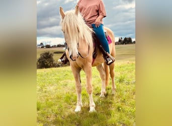 Creme Horse, Gelding, 3 years, 16 hh, Cremello