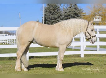 Creme Horse, Gelding, 5 years, 15 hh, Champagne