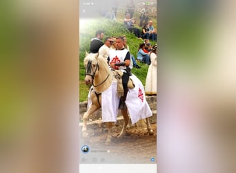 Creme Horse, Hengst, 5 Jahre, 162 cm, Cremello