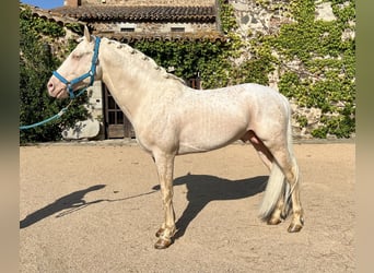 Creme Horse, Hengst, 7 Jahre, 155 cm, Cremello