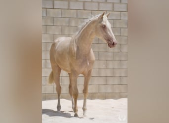 Creme Horse, Ogier, 3 lat, 170 cm, Cremello