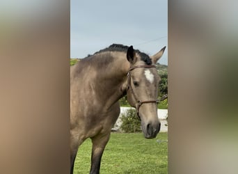 Creme Horse Mix, Ogier, 4 lat, 162 cm, Bułana