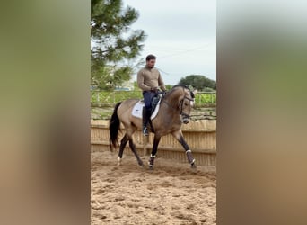 Creme Horse Mix, Ogier, 4 lat, 162 cm, Bułana