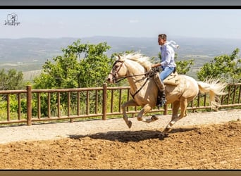 Creme Horse, Ogier, 5 lat, 162 cm, Cremello