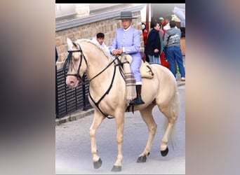 Creme Horse, Ogier, 5 lat, 162 cm, Cremello