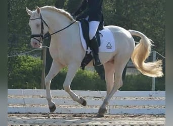 Creme Horse, Stallion, 13 years, 16 hh, Cremello