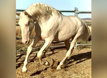 Creme Horse, Stallion, 1 year, 15,2 hh, Cremello