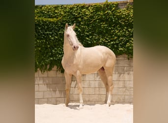 Creme Horse, Stallion, 3 years, 16,2 hh, Cremello
