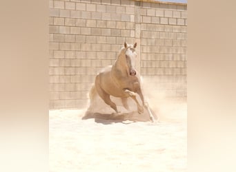 Creme Horse, Stallone, 3 Anni, 170 cm, Cremello