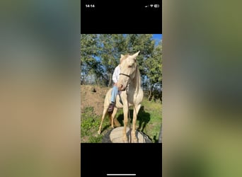 Creme Horse, Stute, 7 Jahre, 153 cm, Pearl