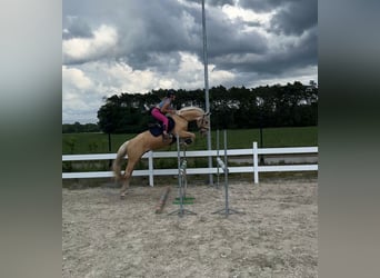 Creme Horse, Wałach, 3 lat, 159 cm, Izabelowata