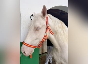 Creme Horse Mix, Wałach, 5 lat, 160 cm, Cremello