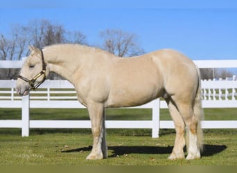 Creme Horse, Wallach, 5 Jahre, 152 cm, Champagne