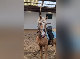 Creme Horse, Wallach, 7 Jahre, 148 cm, Palomino