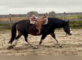 Criollo, Caballo castrado, 10 años, 148 cm, Castaño oscuro