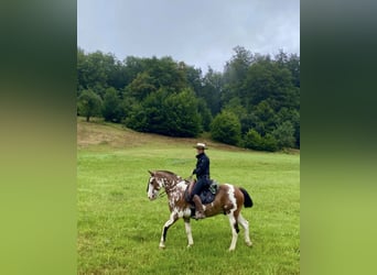 Criollo, Caballo castrado, 10 años, 148 cm, Overo-todas las-capas