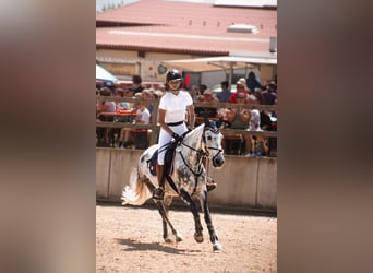 Criollo, Caballo castrado, 11 años, 146 cm, Tordo rodado