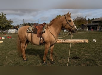Criollo, Caballo castrado, 12 años, 157 cm, Bayo