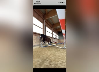 Criollo Mestizo, Caballo castrado, 14 años, 155 cm, Castaño
