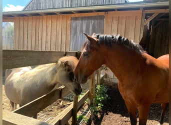 Criollo, Caballo castrado, 17 años, 150 cm